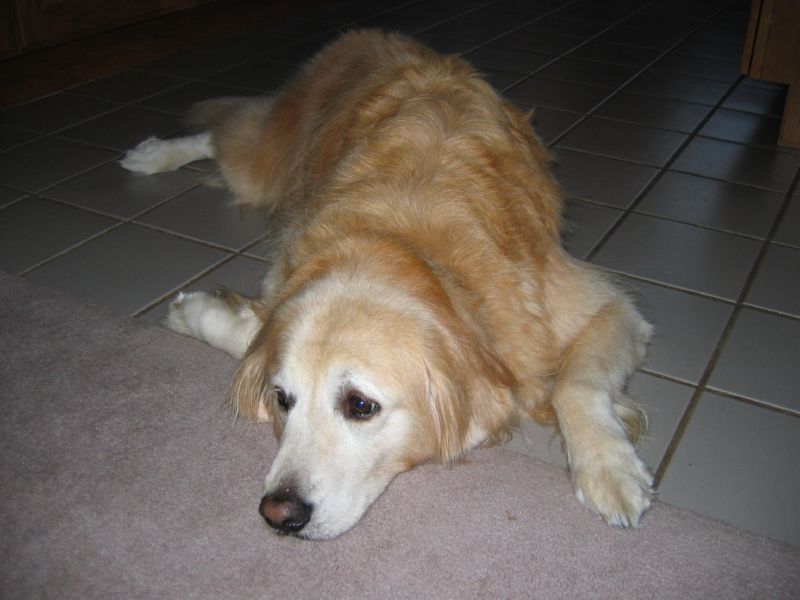 moms dog holly